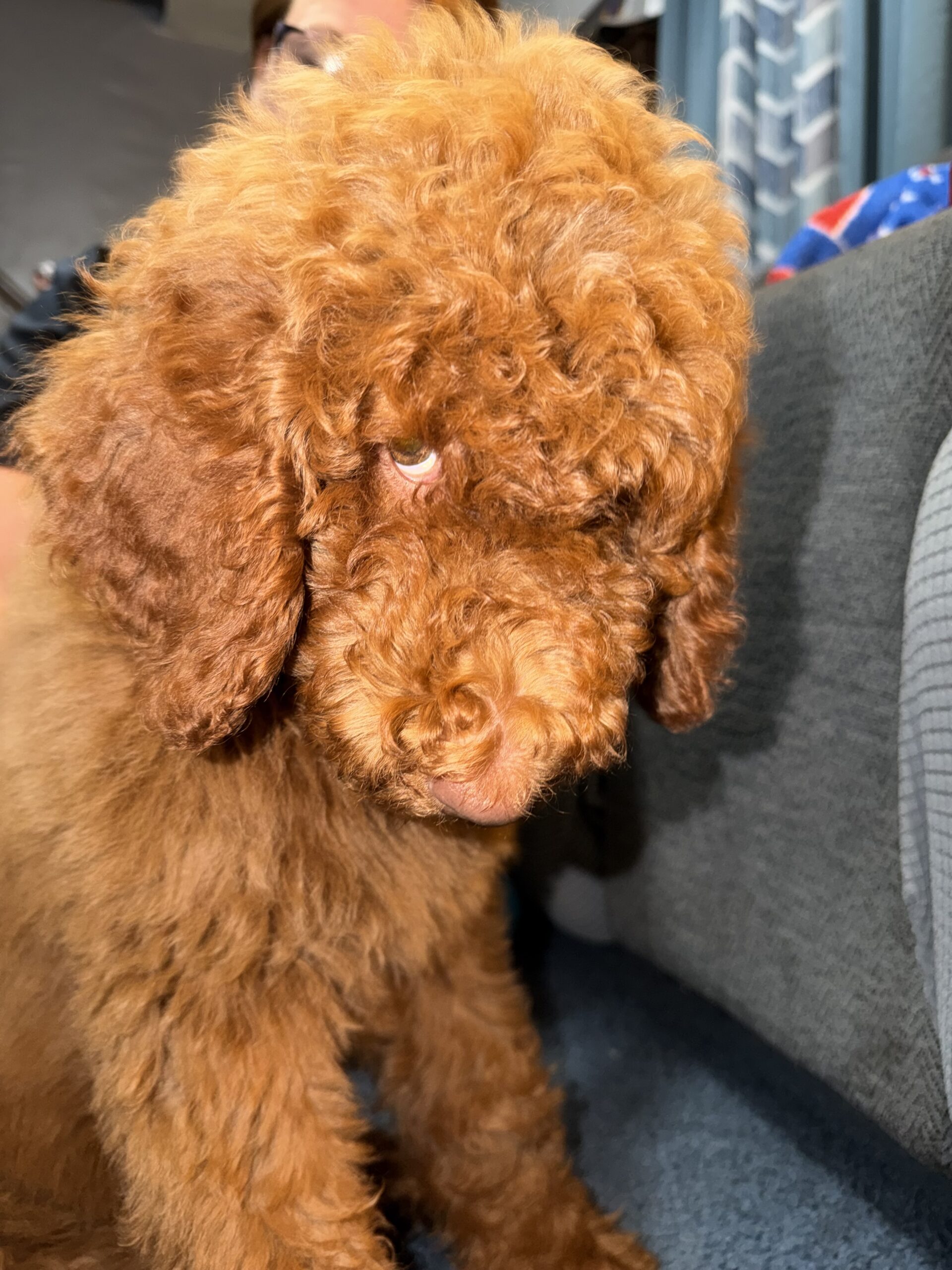 Luna, a 1 year old Goldendoodle