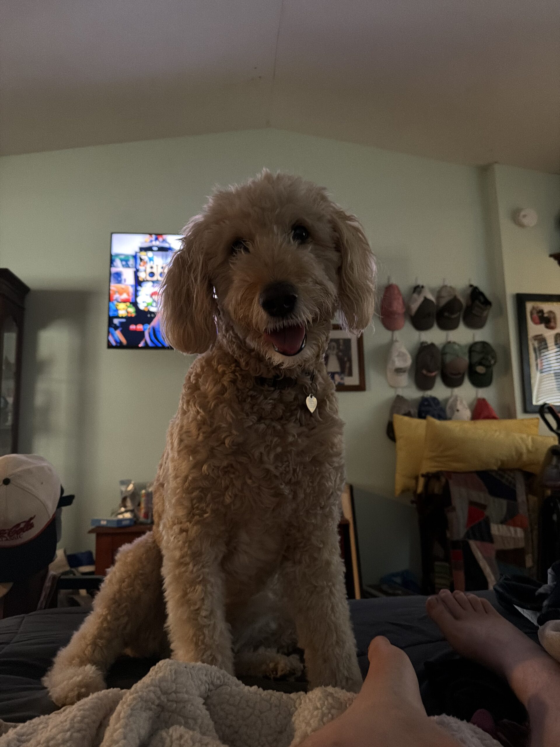 Nala, an 8 year old Goldendoodle