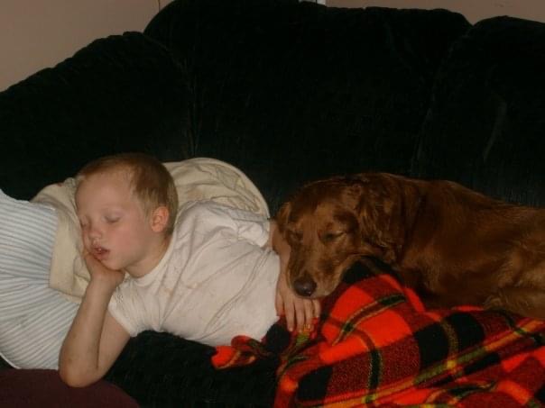 Chloe, a 12 year old Golden Retriever
